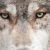 Profile picture of Berserk