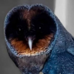 Profilbild von BlackOwl