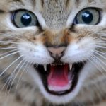 Profilbild von 23385028