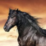 Profilbild von Goldengel