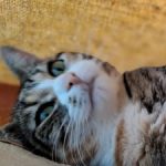 Profilbild von Nicky