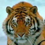 Illustration du profil de 21597717