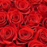 Profile picture of Monika11789