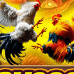 Profile picture of Đá gà trực tuyến hôm nay tại E2BET cực chất, phát sóng sv388 trực tiếp, da ga truc tiep Tho Mo siêu mượt. Đăng ký nhận thưởng đá gà Thomo ngay hôm nay!Website: https://sv339.com/Phone: 0565565565