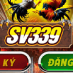 Profile picture of Hệ thống SV339.TV là kênh đá gà online uy tín được nhiều người tin tưởng. Với trình bày rõ ràng, rất tiện lợi cho người dùng.SV339.tv cung cấp các trận đá gà Thomo với tốc độ truyền tải nhanh, mang đến trải nghiệm chân thực.