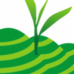 Profile picture of Trà Tân Cương Thái Nguyên từ lâu đã trở thành đại diện tiêu biểu của văn hóa thưởng trà Việt, nổi tiếng với hương thơm cốm non đặc trưng và độ chát thanh thoát, hậu ngọt sâu lắng.